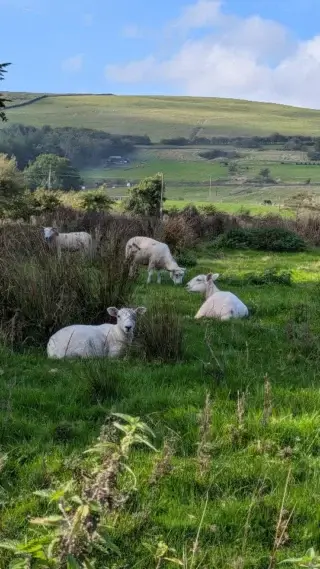 Hello sheep and hello clients!