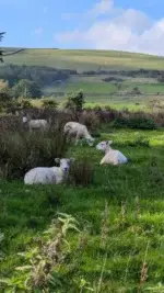 Hello sheep and hello clients!